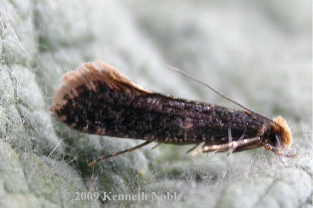 Monopis laevigella (skin moth) Kenneth Noble